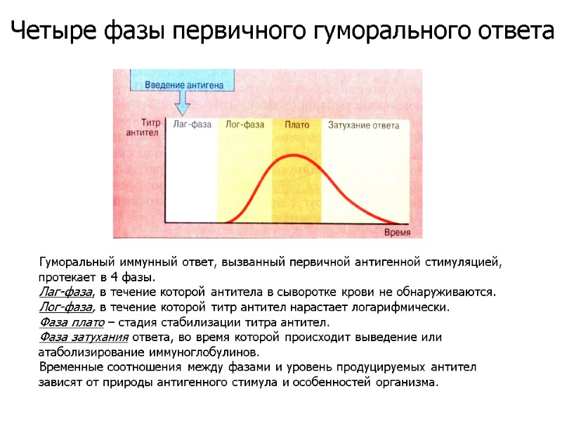 Гуморальный иммунный ответ, вызванный первичной антигенной стимуляцией, протекает в 4 фазы. Лаг-фаза, в течение